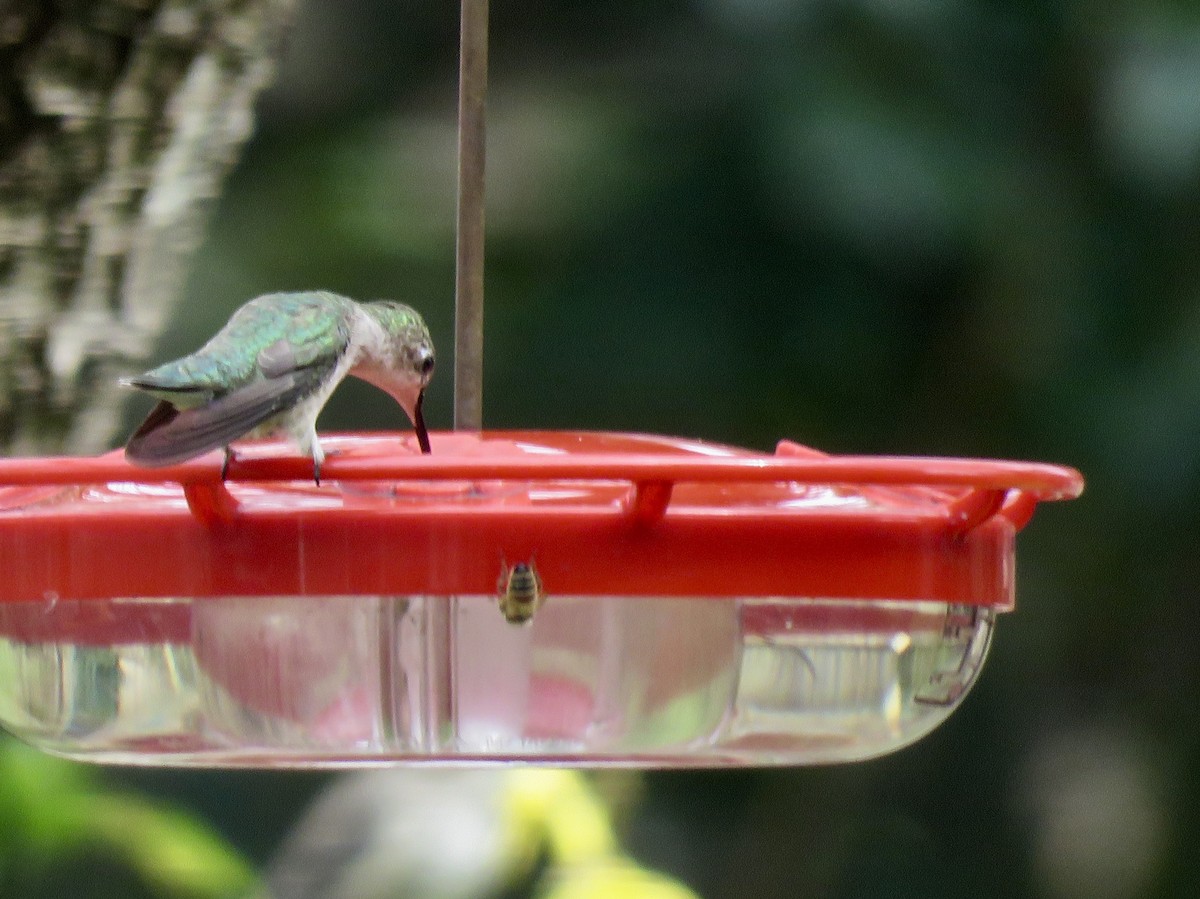 Ruby-throated Hummingbird - Craig Watson