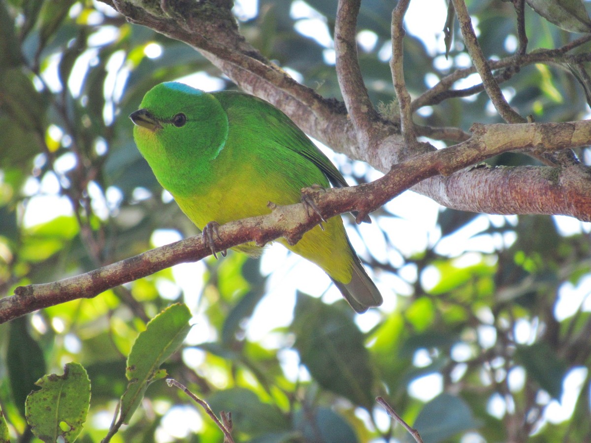 Blue-crowned Chlorophonia - Franklin  Aguilar