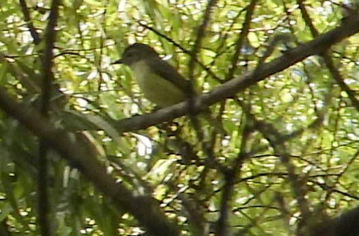 Brown-capped Vireo - Annette Daughdrill