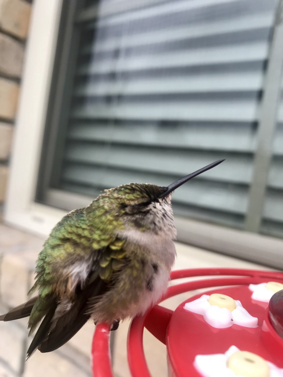 Ruby-throated Hummingbird - ML141052351