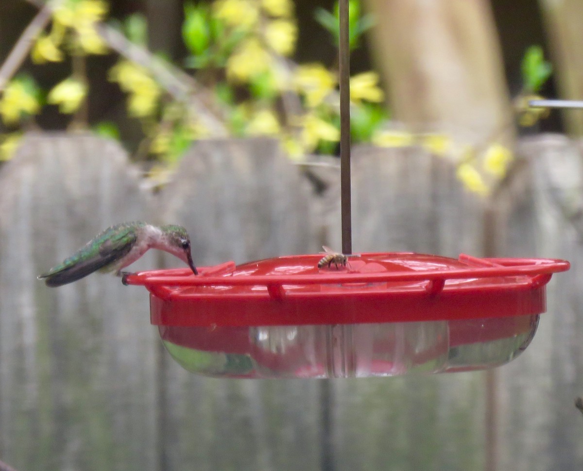 Ruby-throated Hummingbird - Pamela Ford