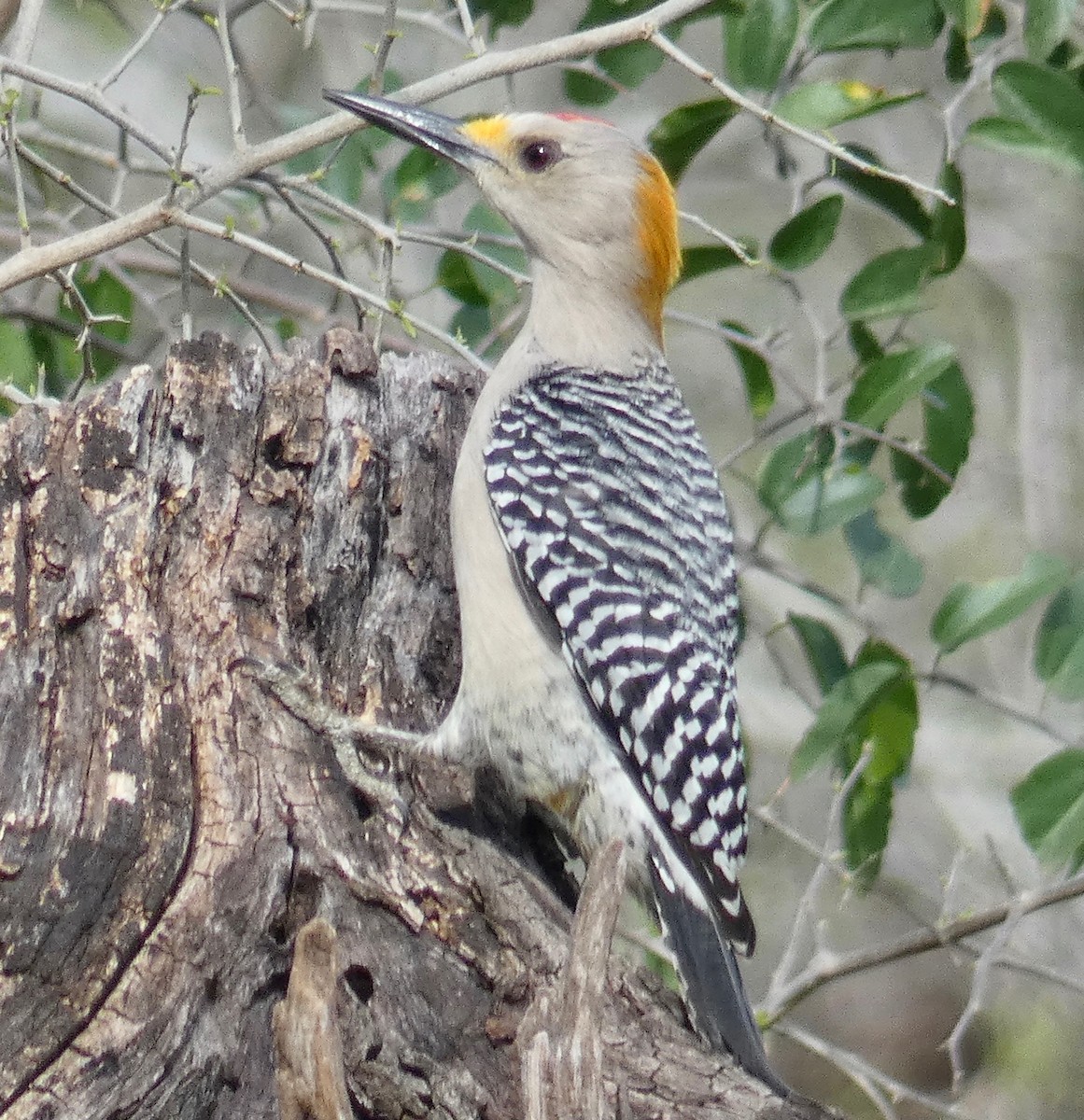 Golden-fronted Woodpecker - ML141053941