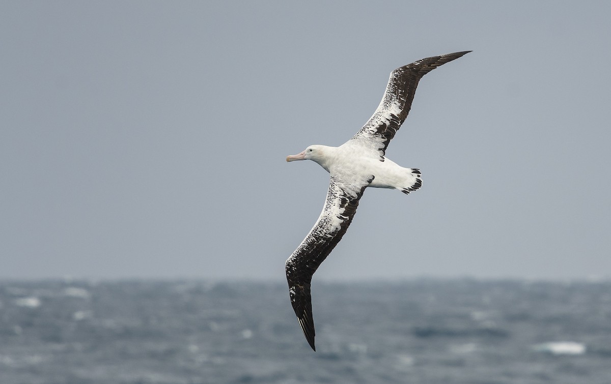 Snowy/Tristan/Antipodean Albatross - Ian Routley