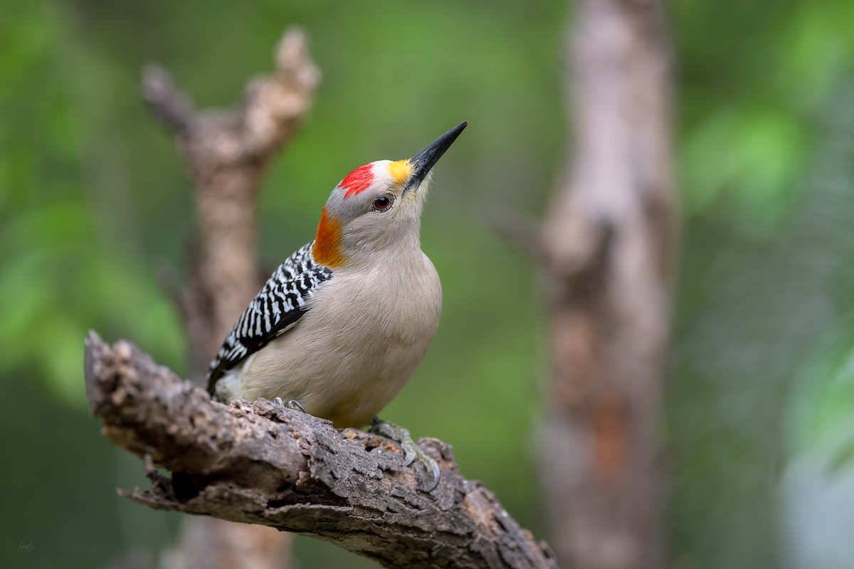 Golden-fronted Woodpecker - Daniel Grossi