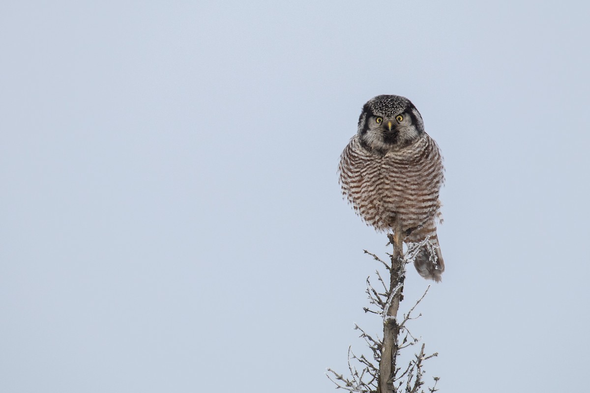 Northern Hawk Owl - ML141054421