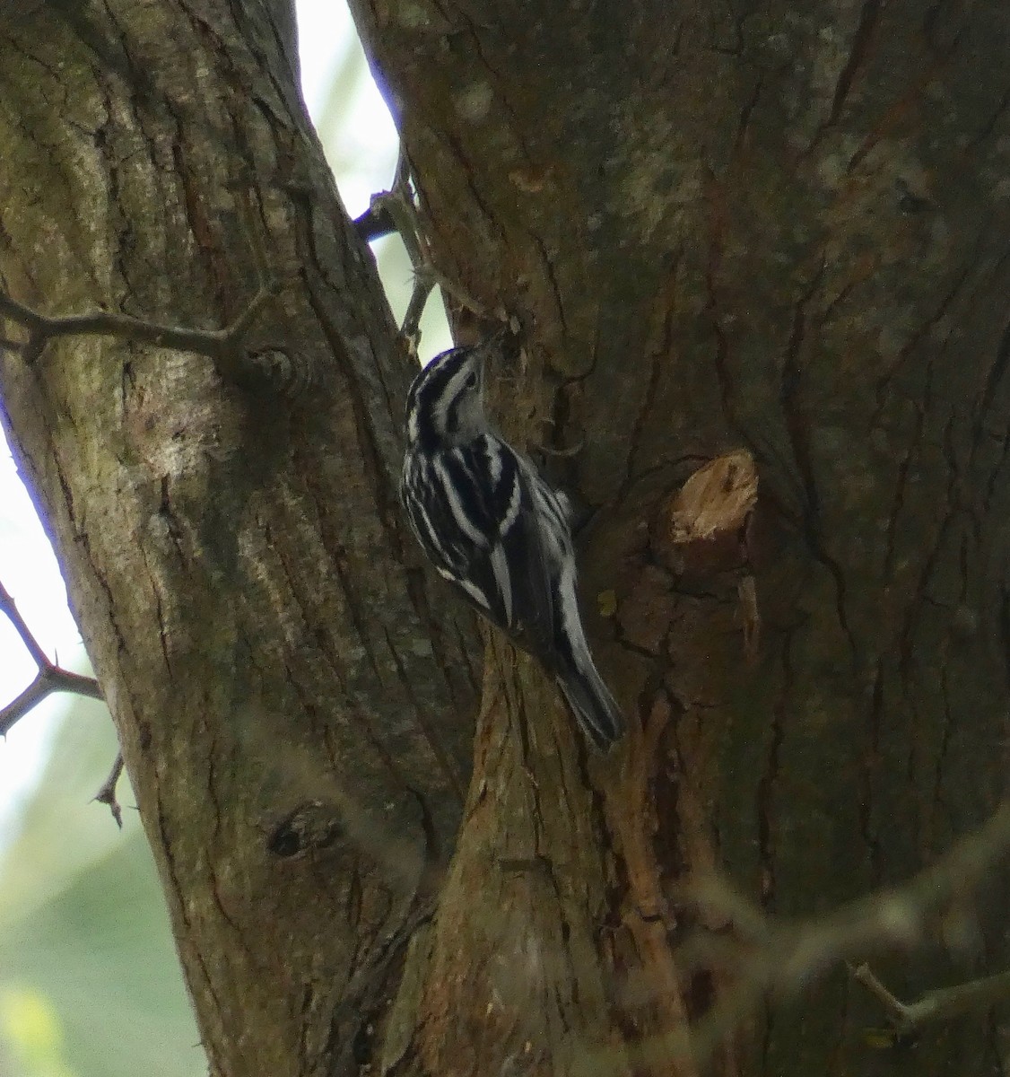 Black-and-white Warbler - ML141055611