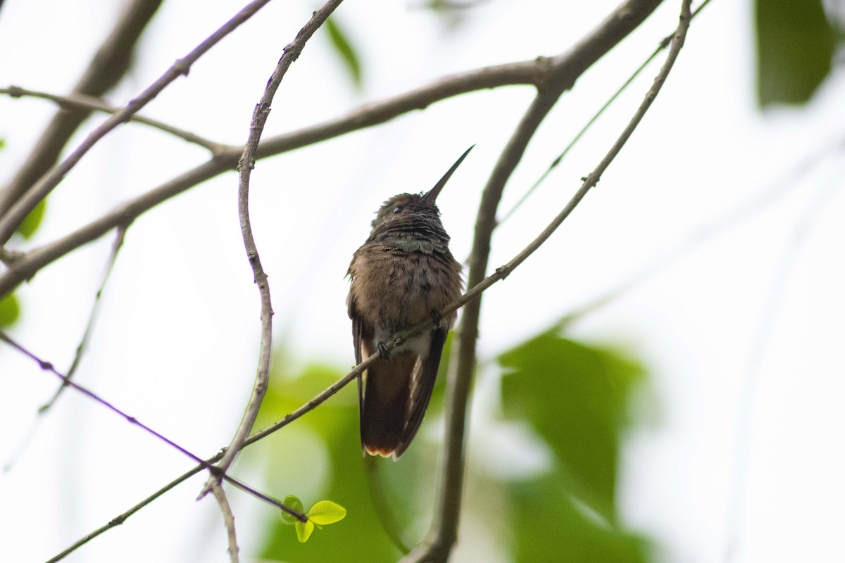 Green-bellied Hummingbird - wilson ortega