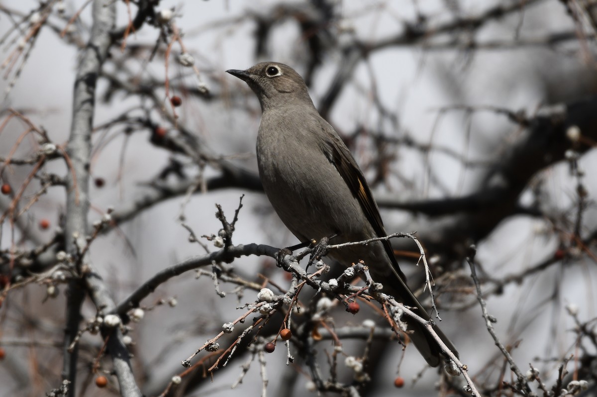 Townsend's Solitaire - Max Leibowitz