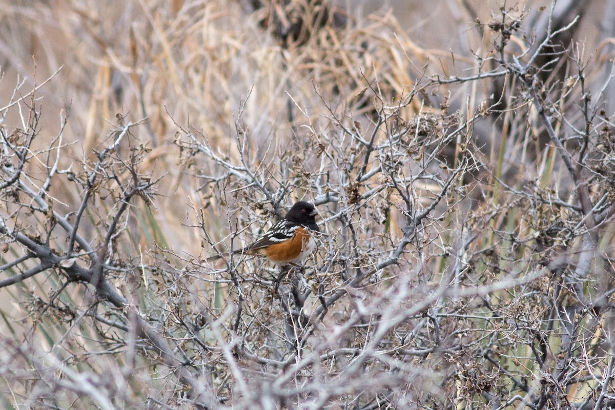 Spotted Towhee - ML141057681