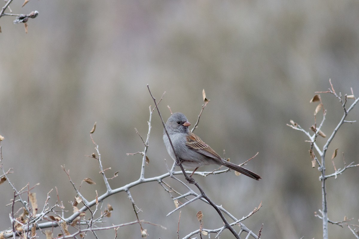 Black-chinned Sparrow - ML141057721