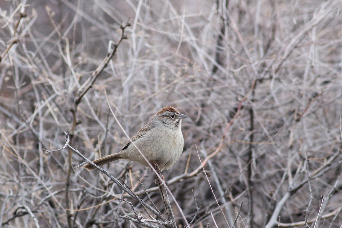 Rufous-crowned Sparrow - Tom Auer