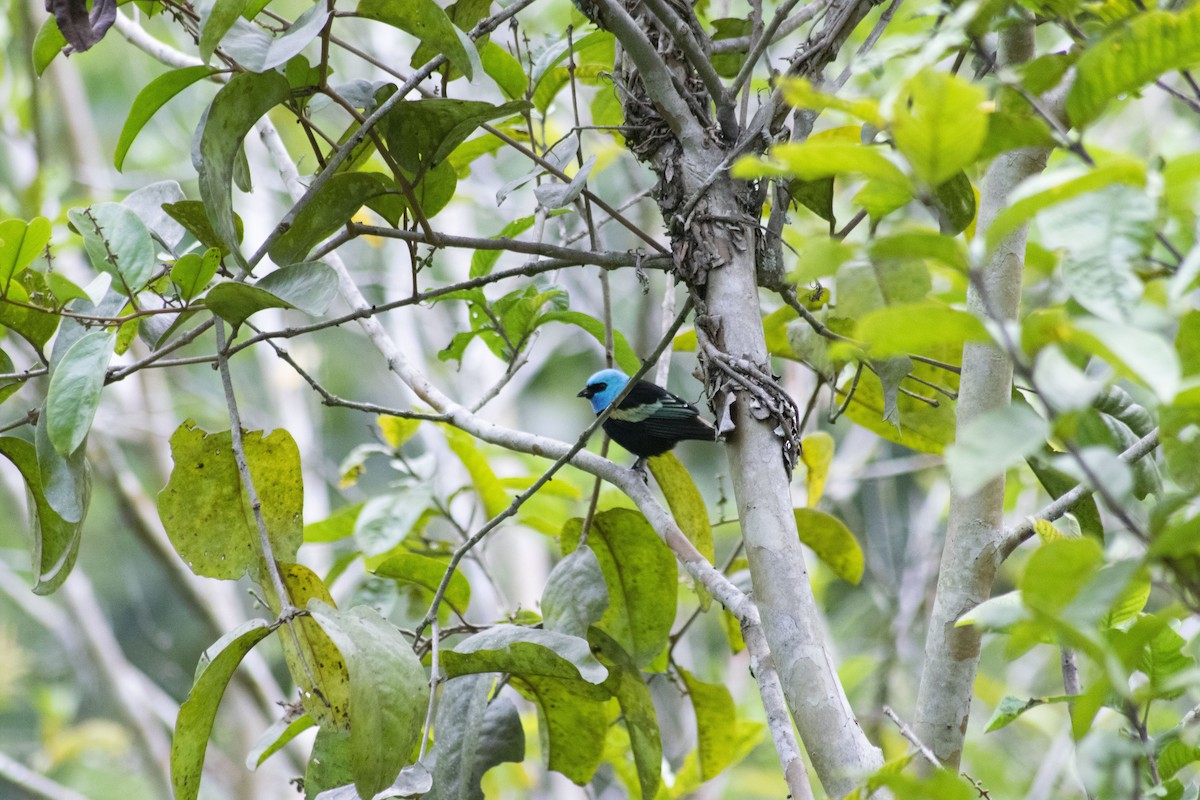 Blue-necked Tanager - wilson ortega