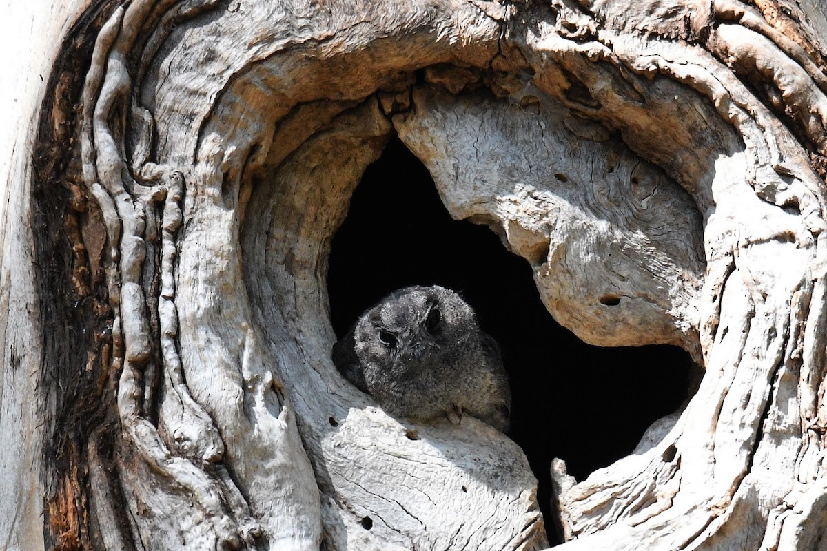 Australian Owlet-nightjar - Chris Munson