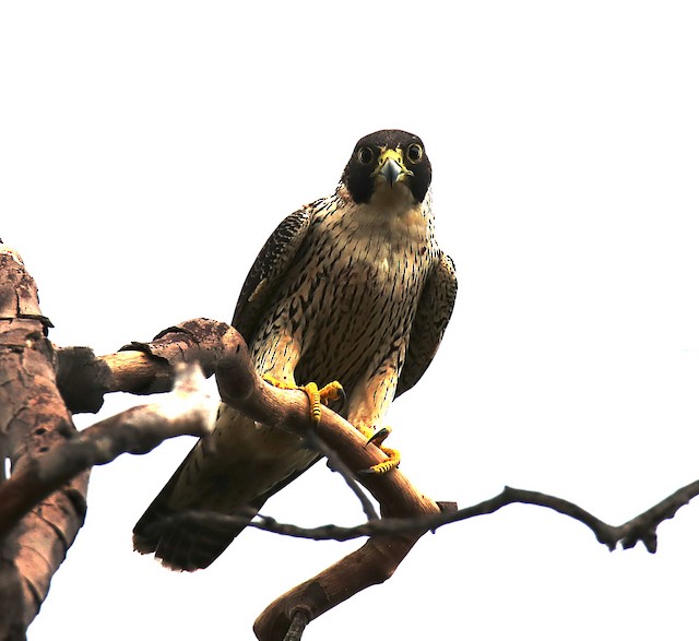 Possible confusion species: Peregrine Falcon (<em class="SciName notranslate">Falco peregrinus</em>). - Peregrine Falcon - 