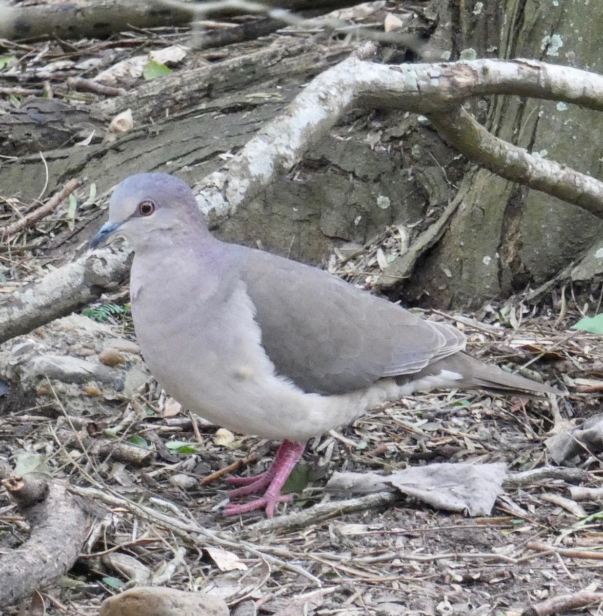 White-tipped Dove - Gary Byerly