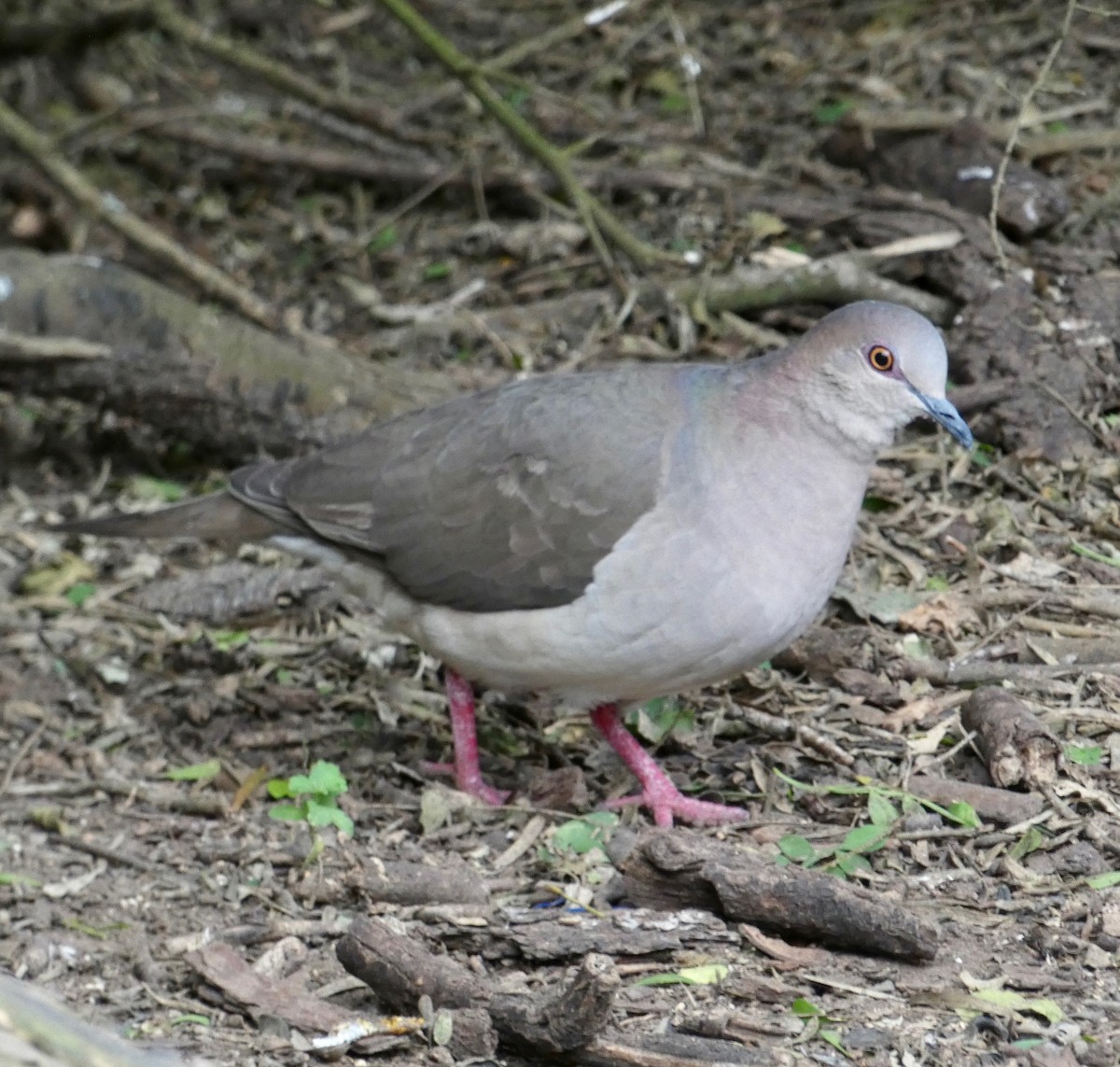 White-tipped Dove - Gary Byerly