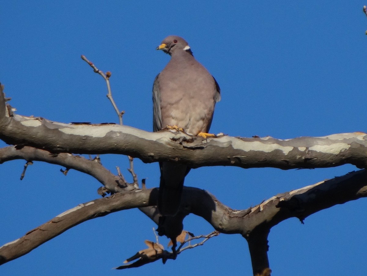 Band-tailed Pigeon - ML141062841