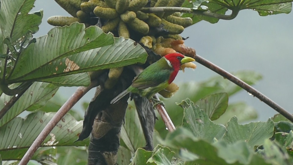 Red-headed Barbet - Quentin Brown