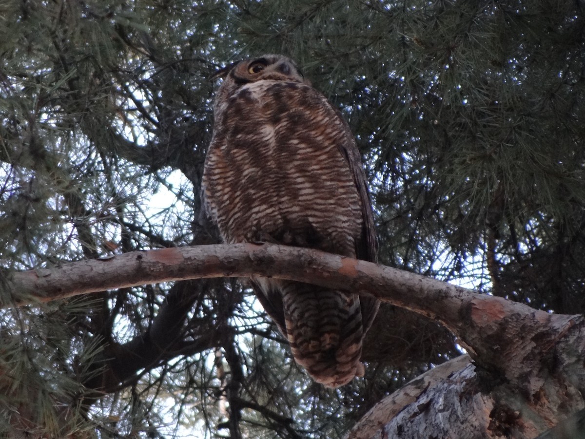 Great Horned Owl - ML141064181