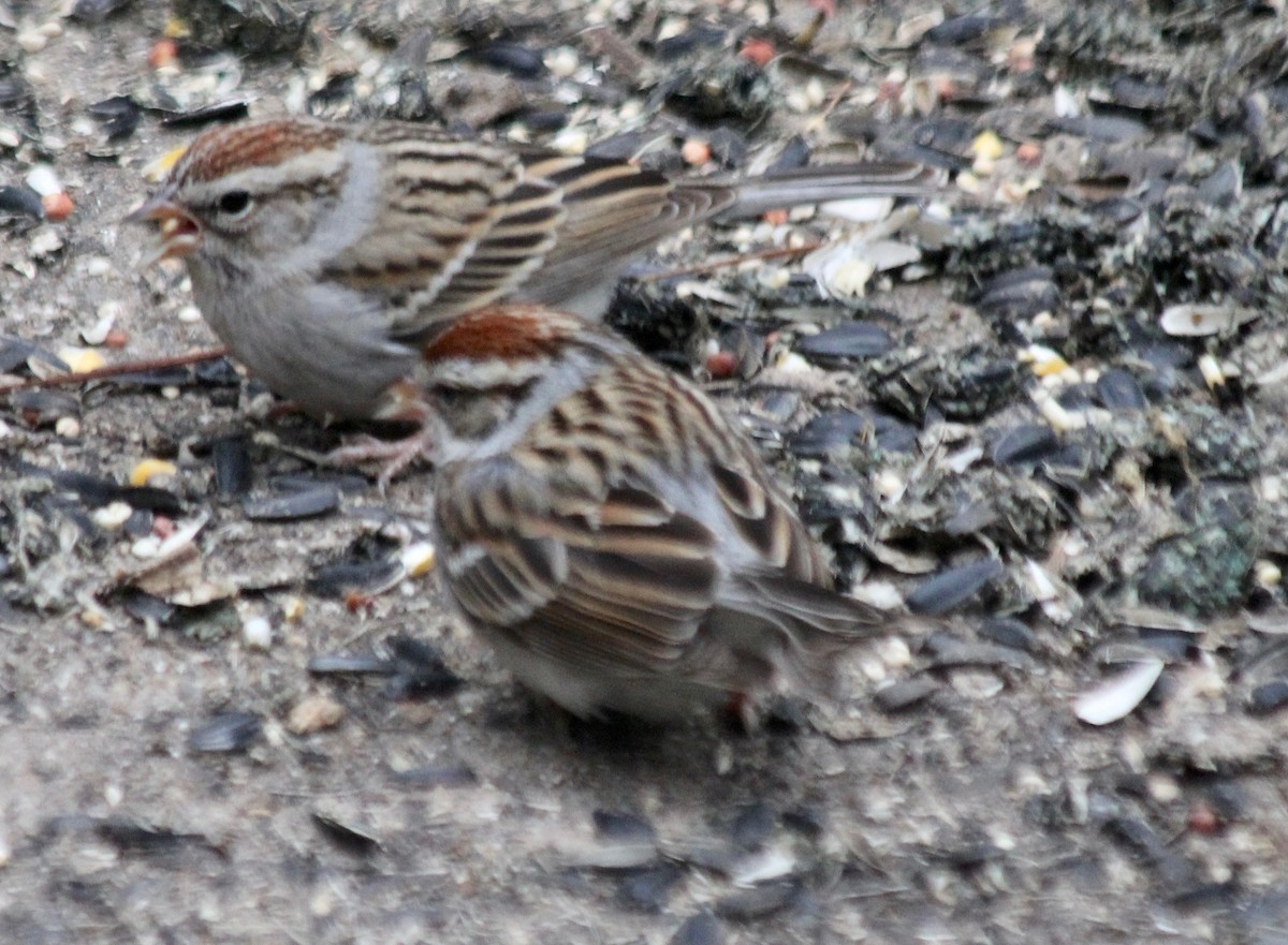 Chipping Sparrow - ML141064241
