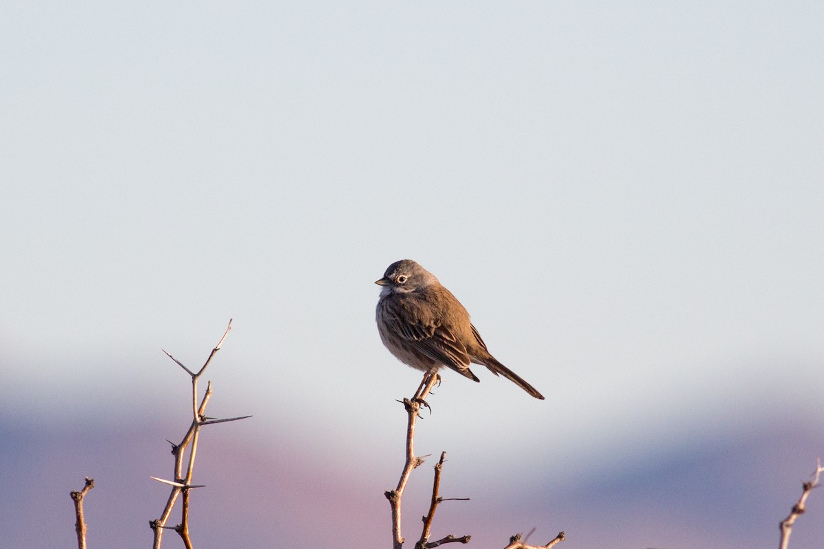 Sagebrush Sparrow - Tom Auer