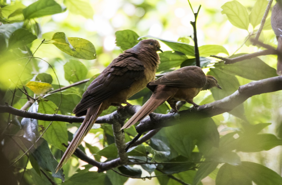 Brown Cuckoo-Dove - Duc Hoang
