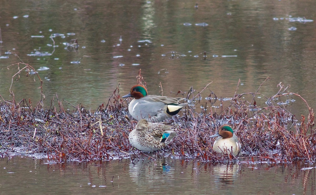 Green-winged Teal - ML141067271