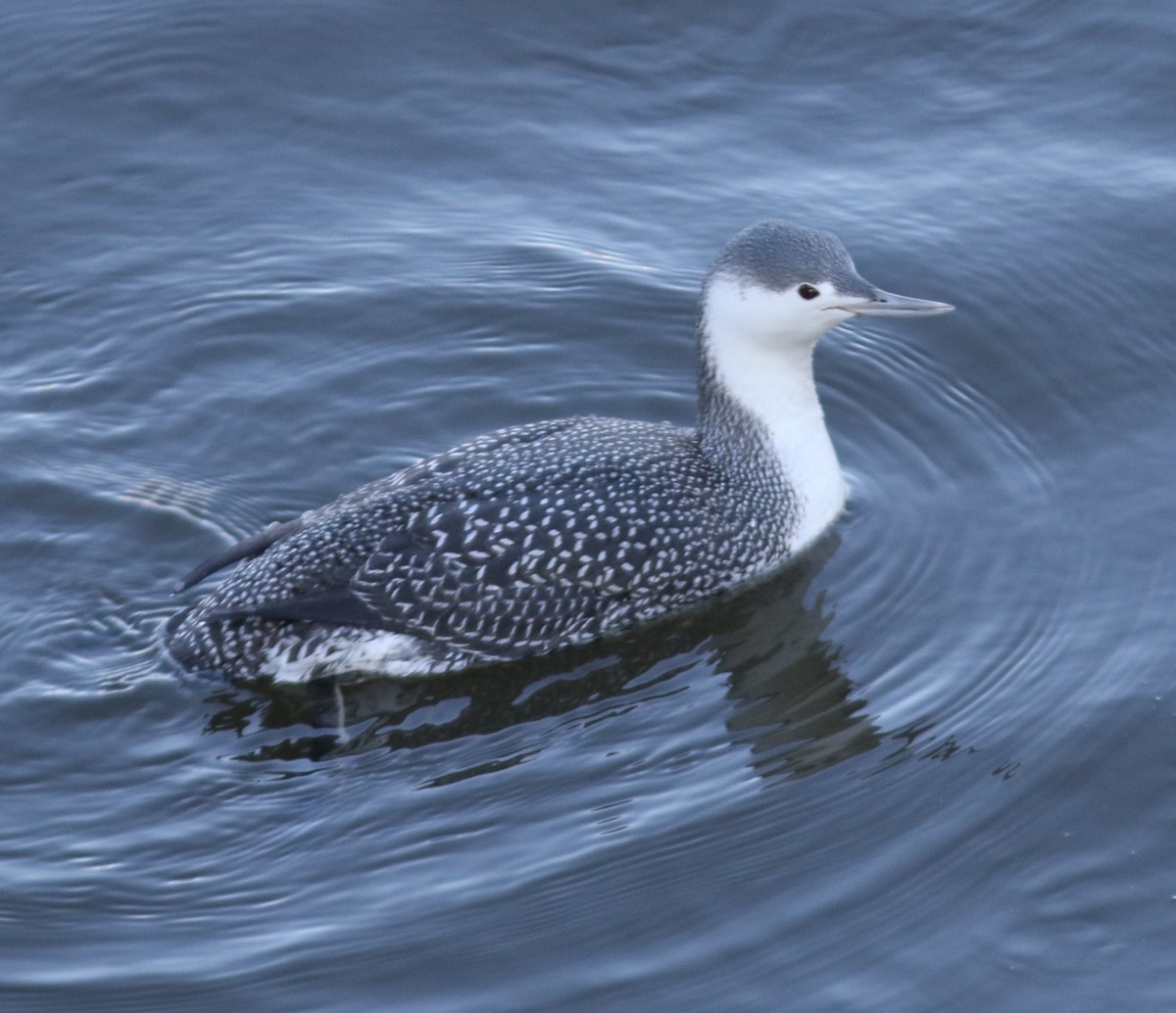 Red-throated Loon - ML141068751