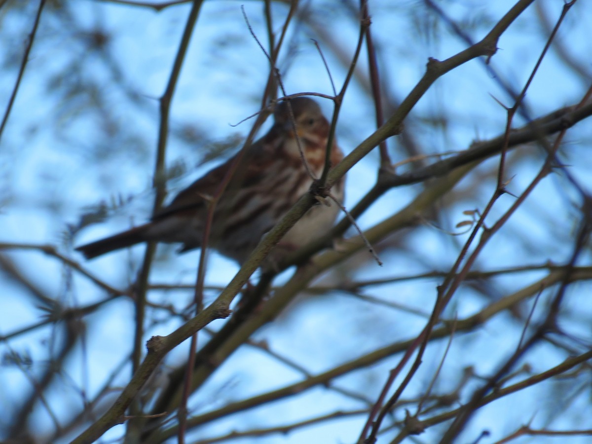 Fox Sparrow (Red) - ML141070101