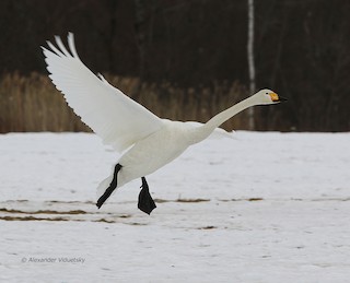 Tundra Swan, ML141070121