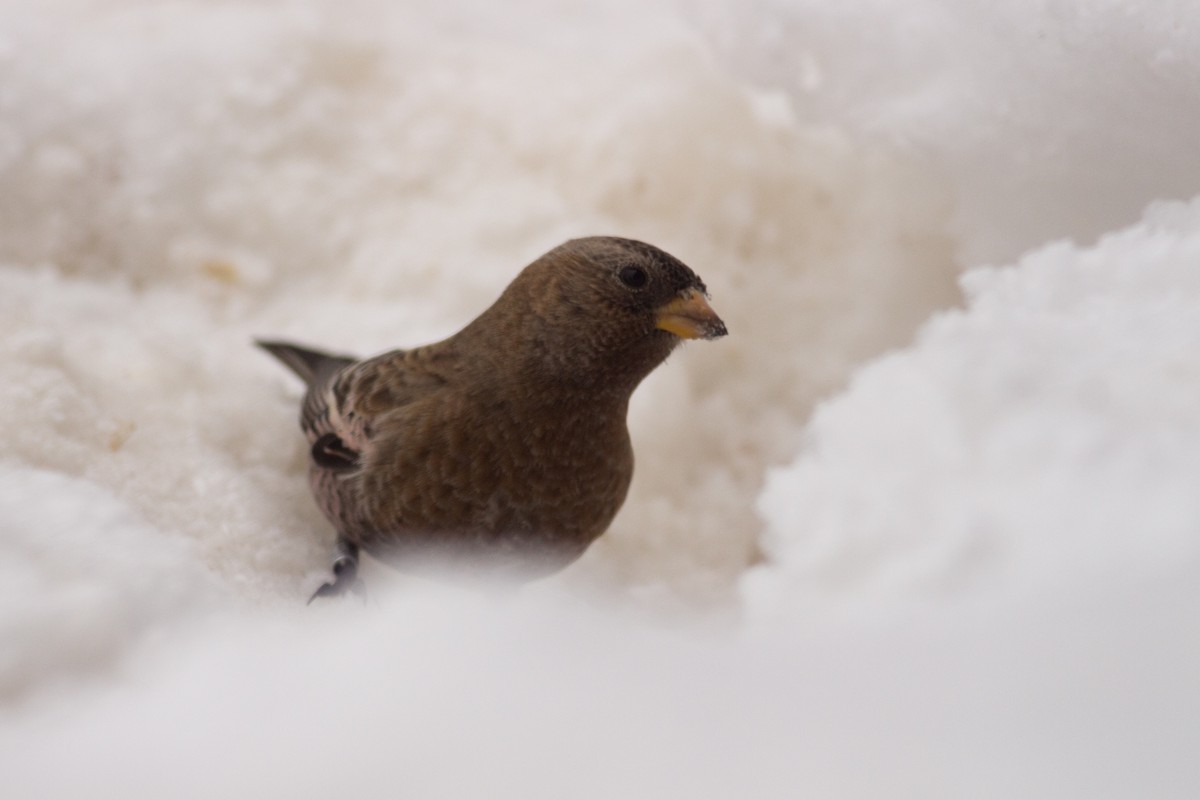 Brown-capped Rosy-Finch - ML141071461