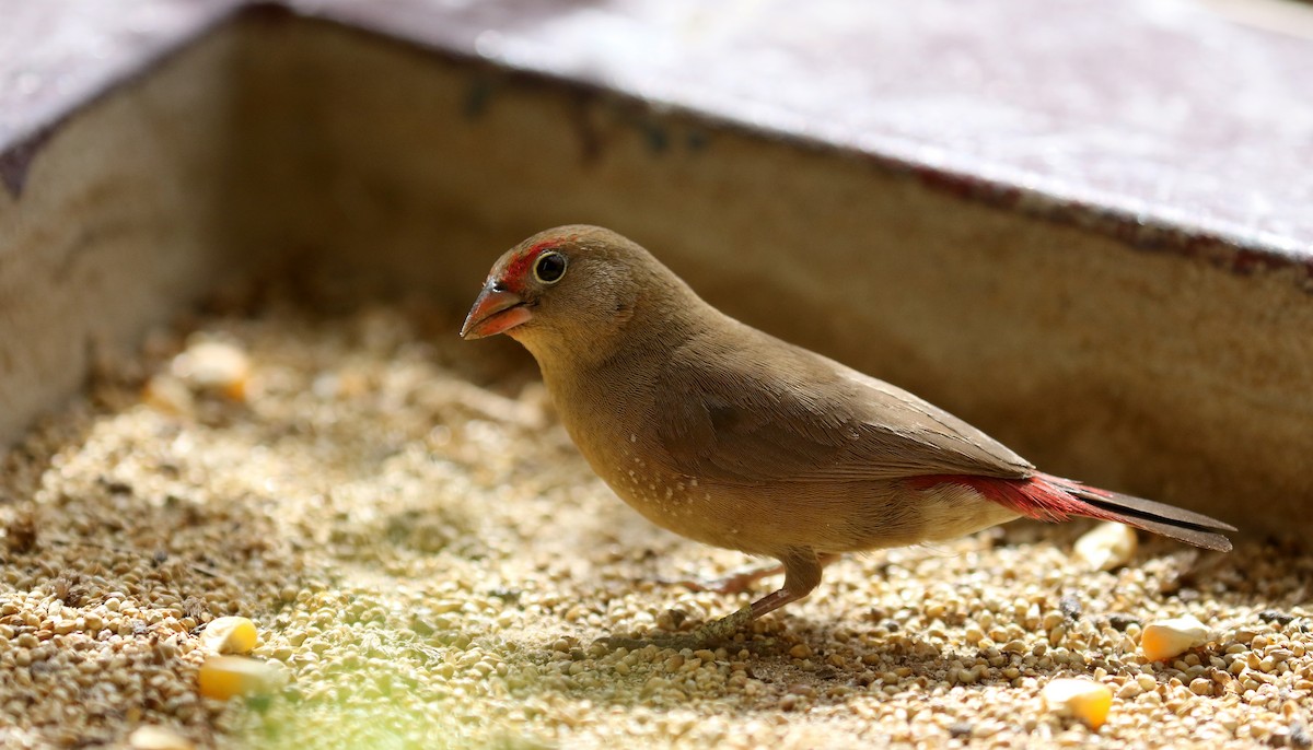 Red-billed Firefinch - Jay McGowan
