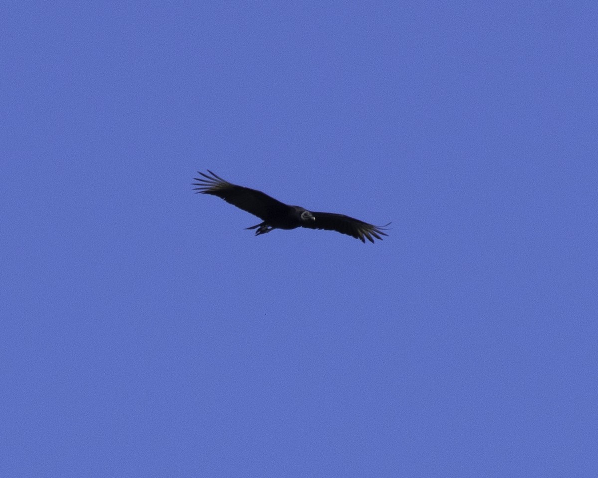Black Vulture - Keith Dickey