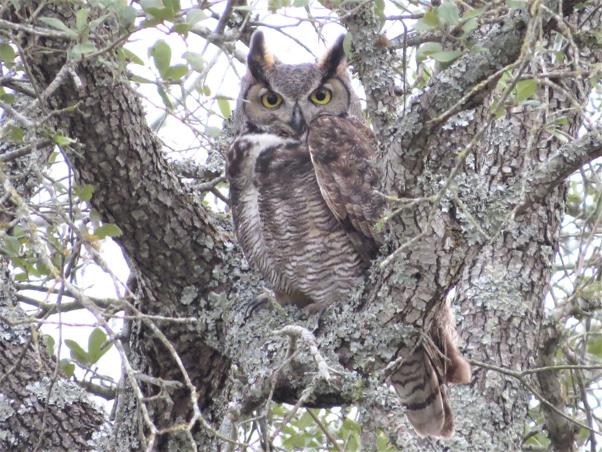 Great Horned Owl - Timothy Fennell