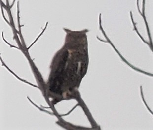 Great Horned Owl - Mackenzie Goldthwait