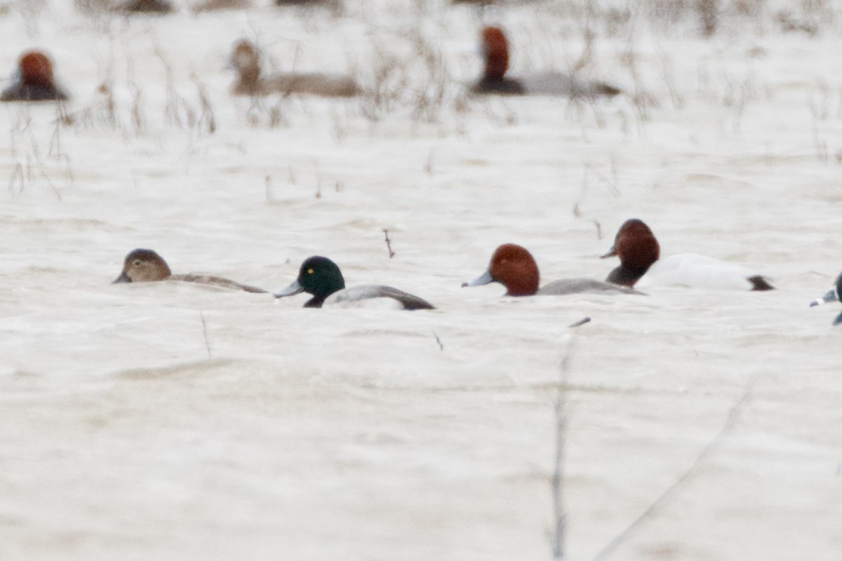 Greater Scaup - Michael Brown