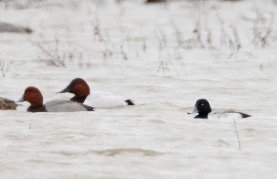 Greater Scaup - Michael Brown