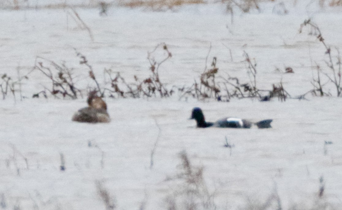 Greater Scaup - ML141079391