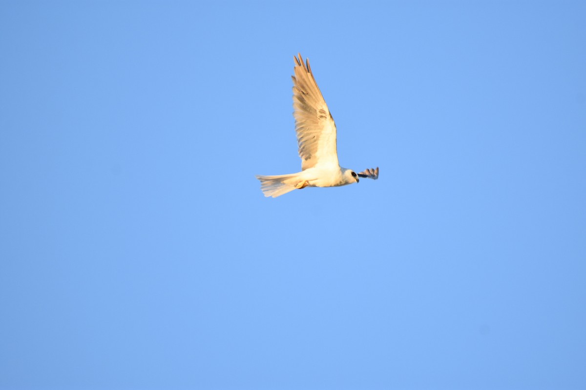 White-tailed Kite - Jane Crawford
