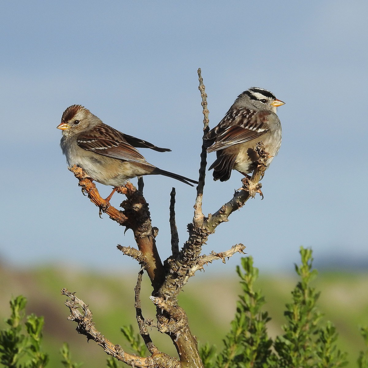 White-crowned Sparrow - Michelle Haglund