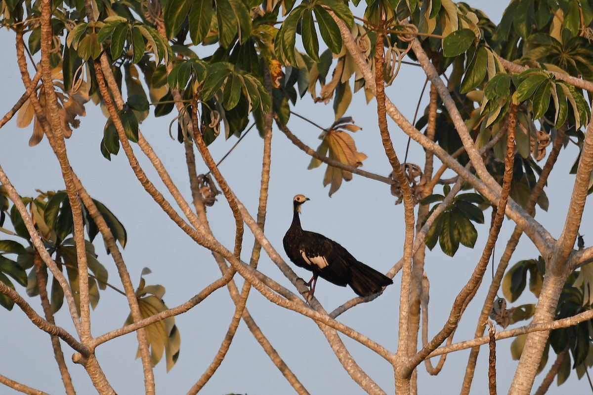 White-throated Piping-Guan - ML141092651