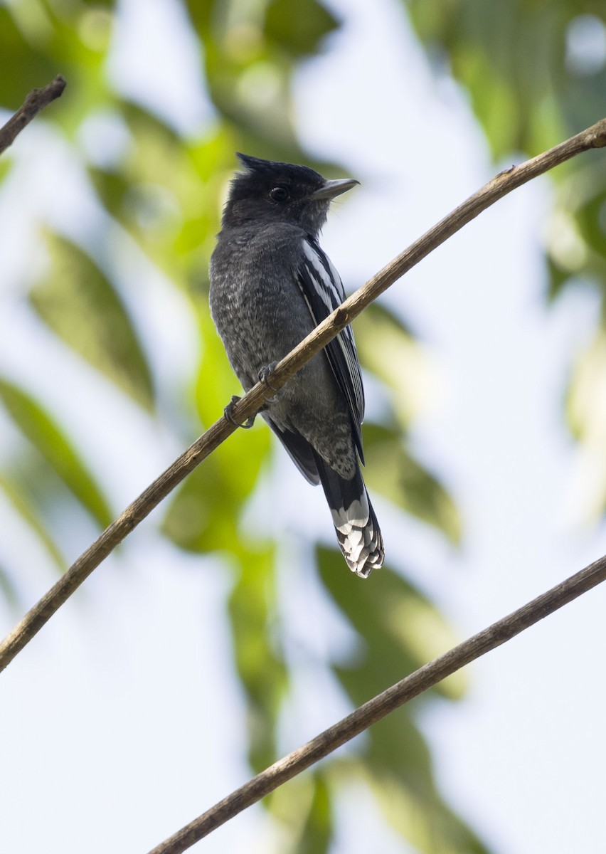 White-winged Becard - Cyril Coomansingh