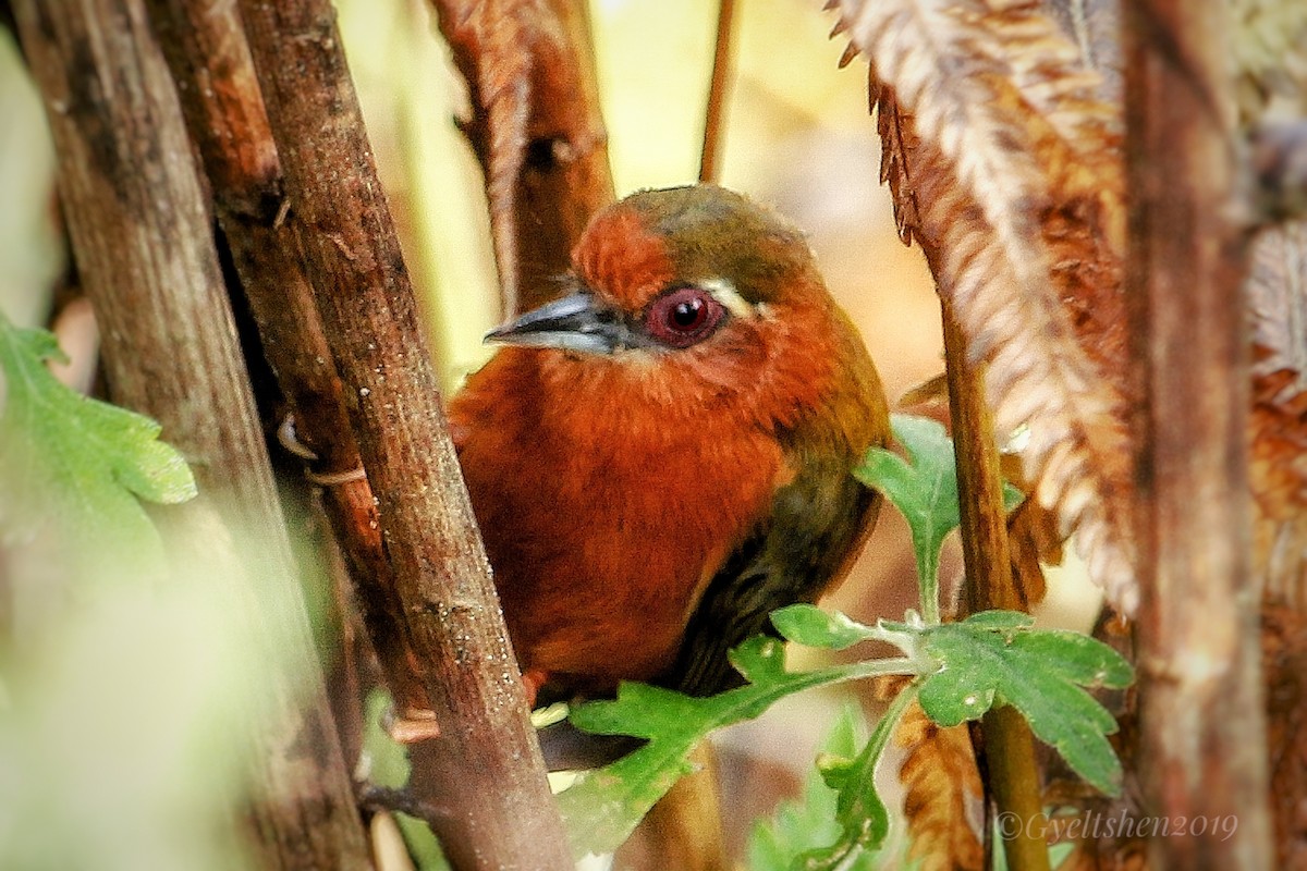 White-browed Piculet - ML141098411