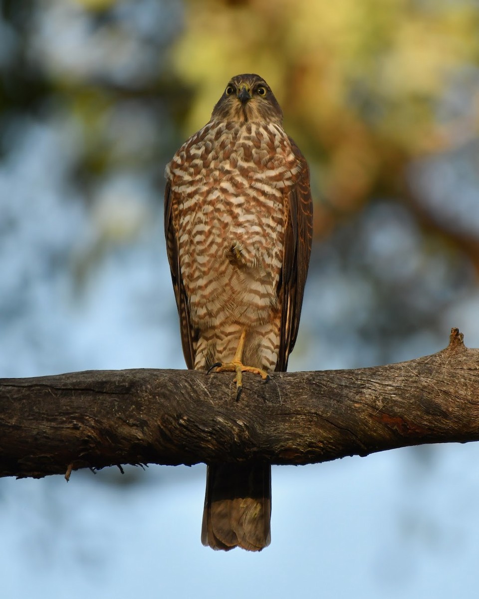 Collared Sparrowhawk - Lachlan Read