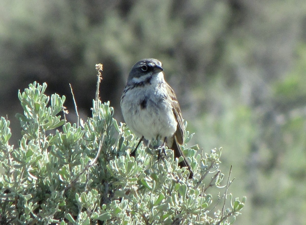 Sagebrush Sparrow - Hendrik Herlyn