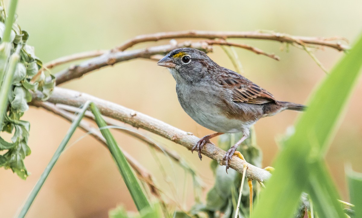 Grassland Sparrow - David Monroy Rengifo