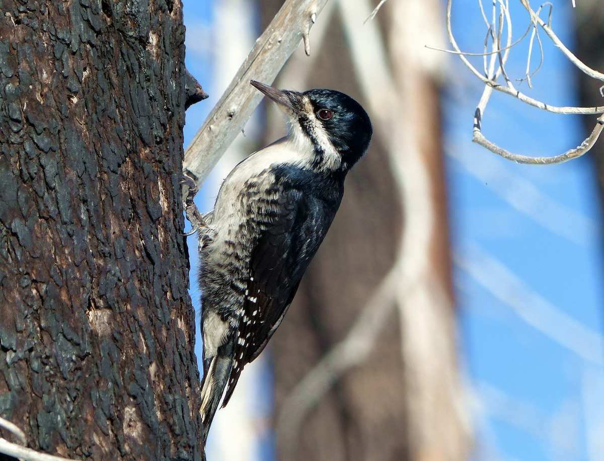 Black-backed Woodpecker - Hendrik Herlyn