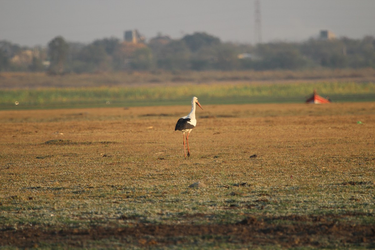 White Stork - SHARMILA Abdulpurkar
