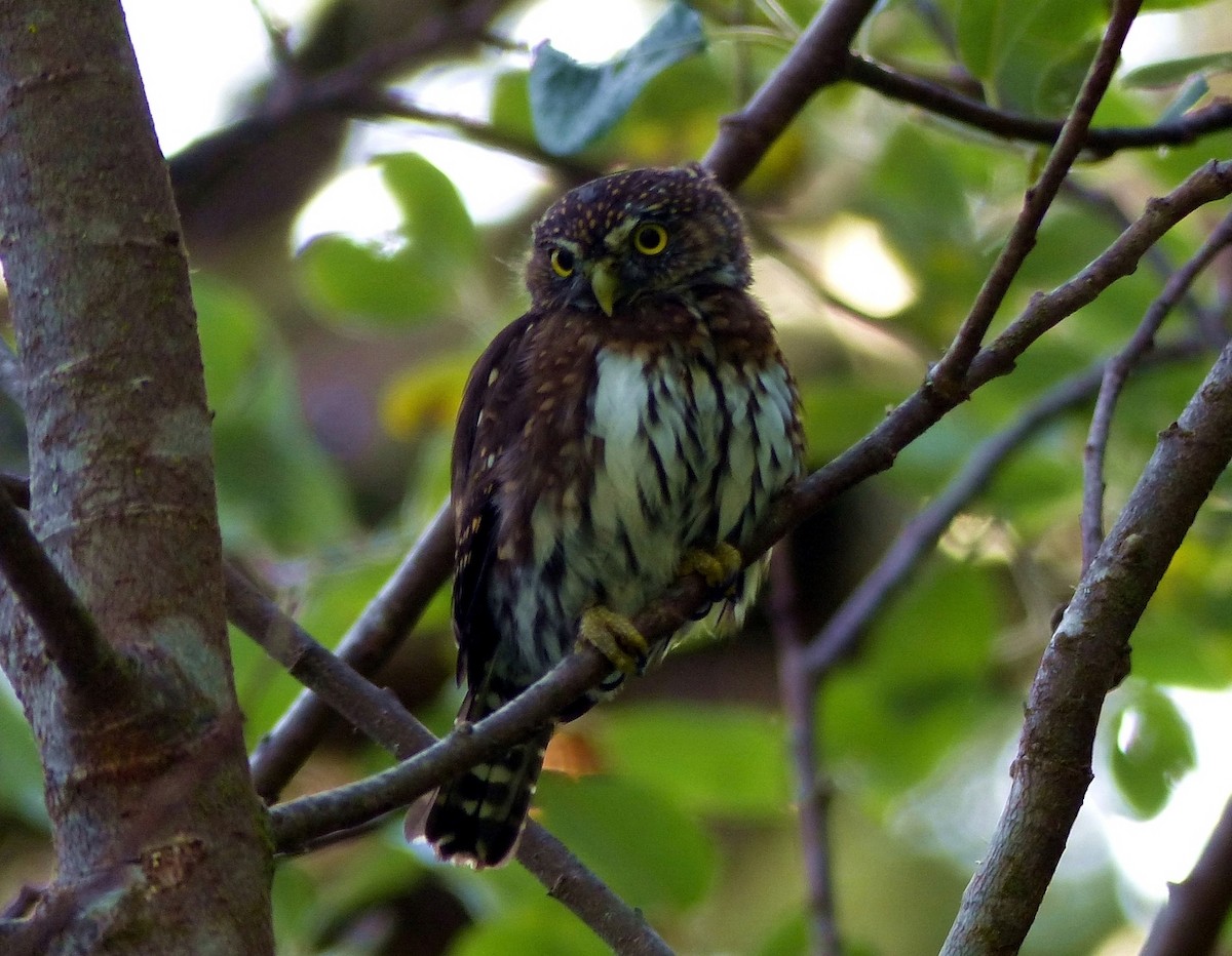Northern Pygmy-Owl - Hendrik Herlyn