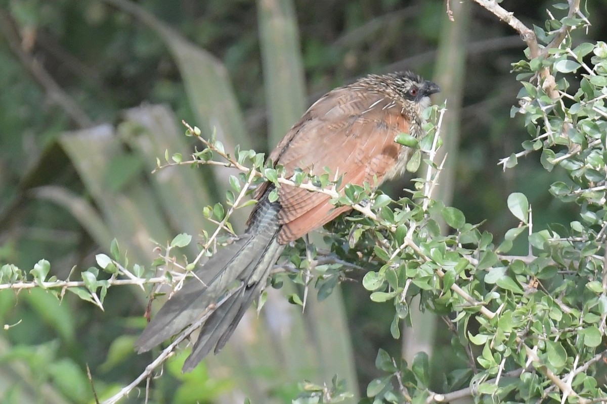White-browed Coucal - Haynes Miller